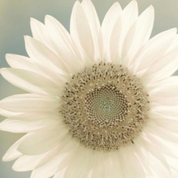 Meet your Posher, Priscilla - Picture 4 of 8